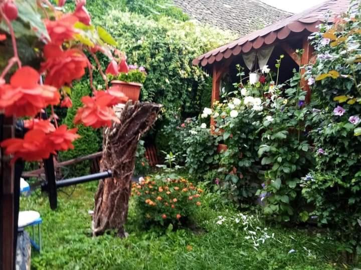 Casa Florilor Barcut 아파트 외부 사진
